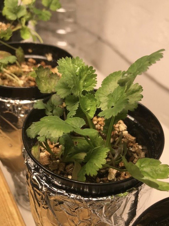 Coriander growing in a foil-wrapped Kratky pot